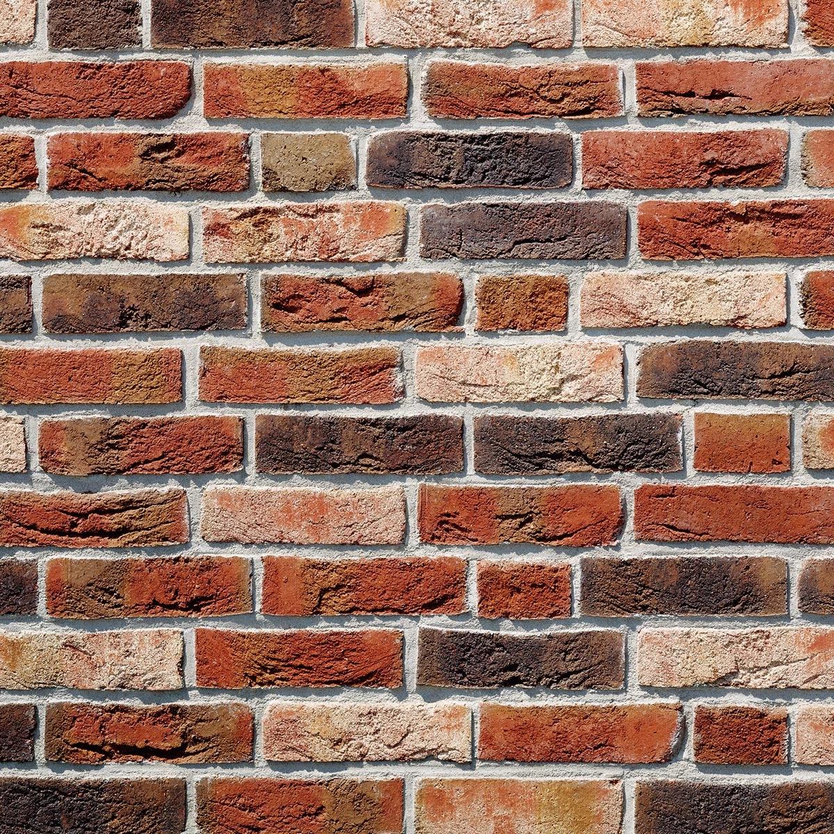 dykbrand-flamandzka-cieniowana