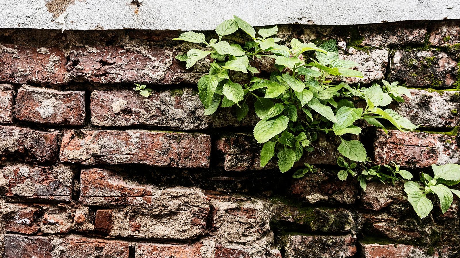 konstrukcje-klinkierowe-kilka-porad-jak-uniknac-problemow