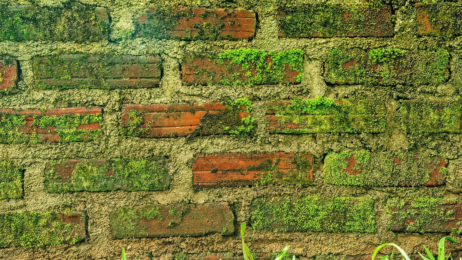 odpornosc-elewacji-ceramicznych-na-porastanie-glonami-i-porostami